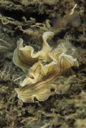 Candy-striped flatworm.
N. Wales.
60mm. by Derek Haslam 